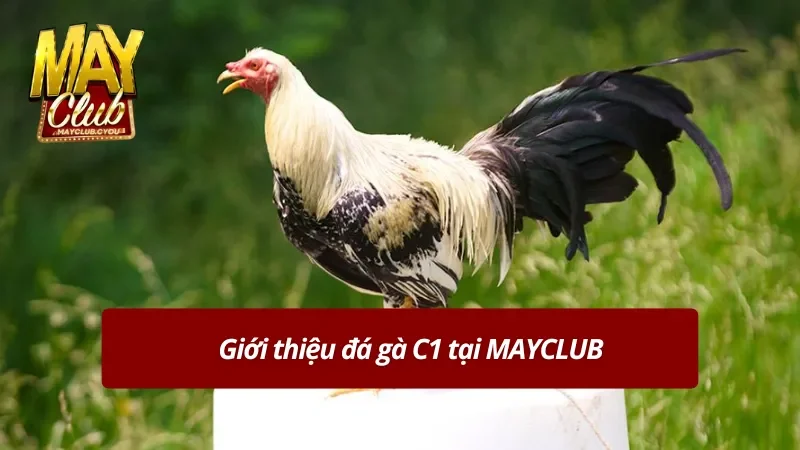Khám phá đá gà C1 tại MAYCLUB