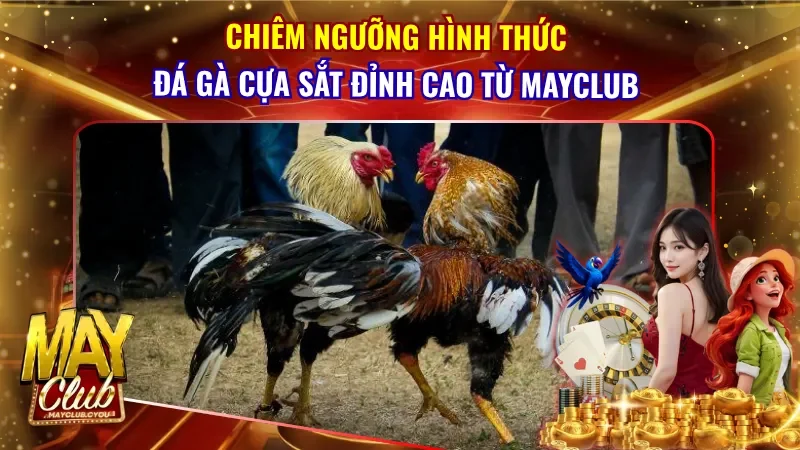 Đá Gà Cựa Sắt