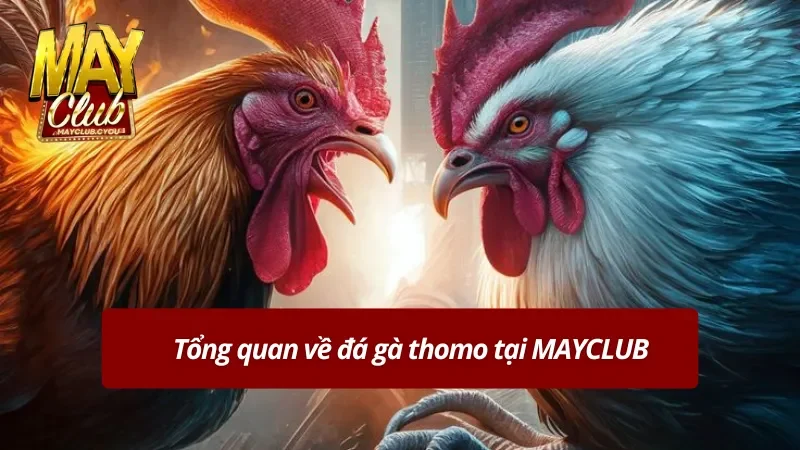 Đôi nét một chút về đá gà thomo campuchia tại MAYCLUB