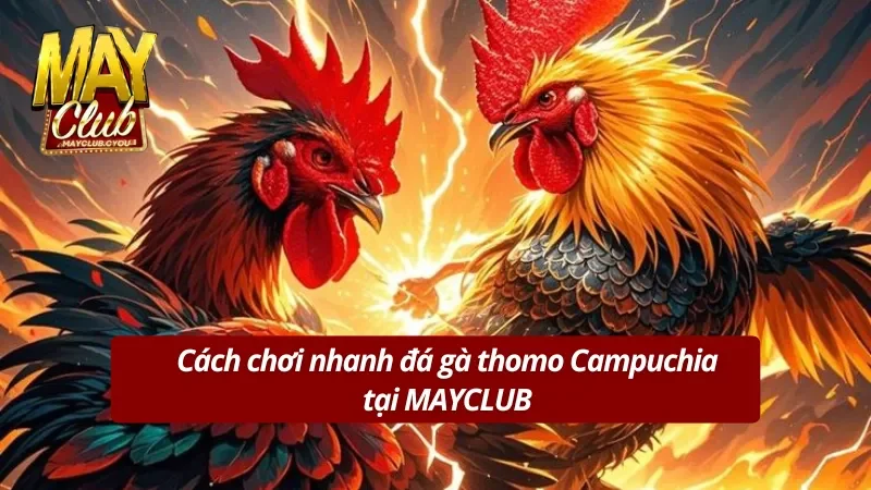 Nắm bắt nhanh cách chơi đá gà tại MAYCLUB