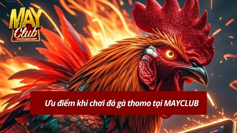 Lý do đá gà tại đây luôn được lựa chọn